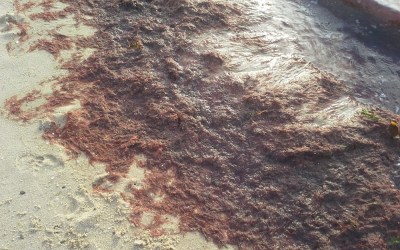 Anne Elvey ©2014, Used with Permission